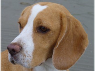 red white beagle