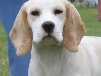 albino beagle puppy