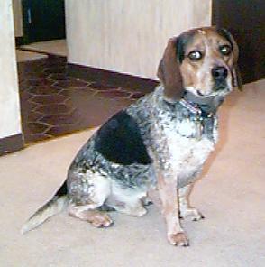 32 Top Photos Red Hair Blue Tick - English Coonhound Greatdogsite