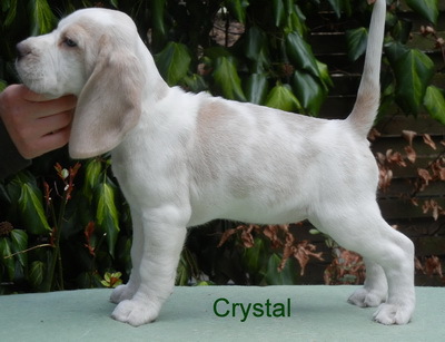 grey and white beagle